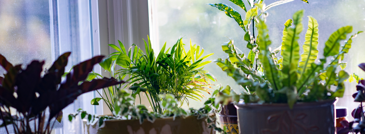 Indoor plant image
